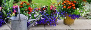 Choosing Flowers for your home